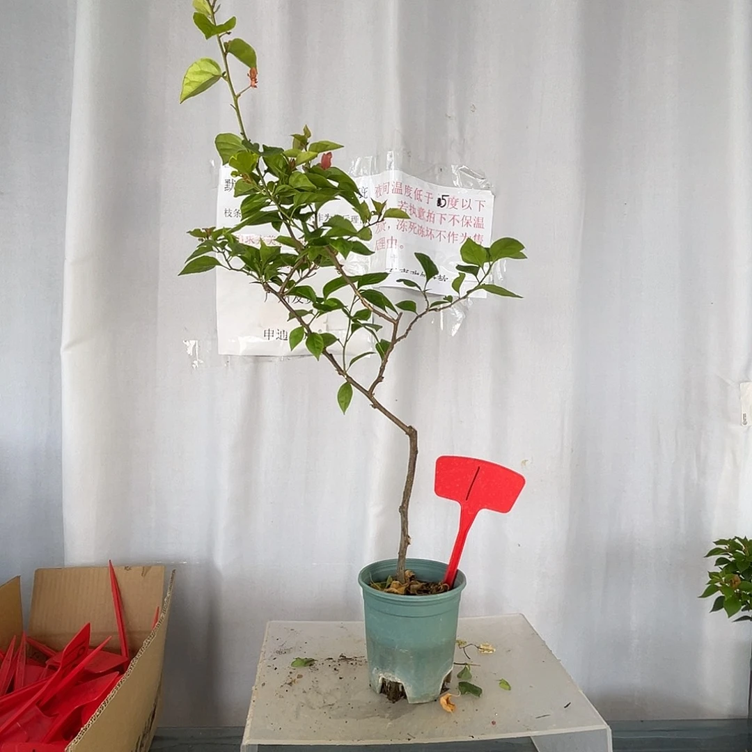 当前无花栽培后可以开花1橙粉公主