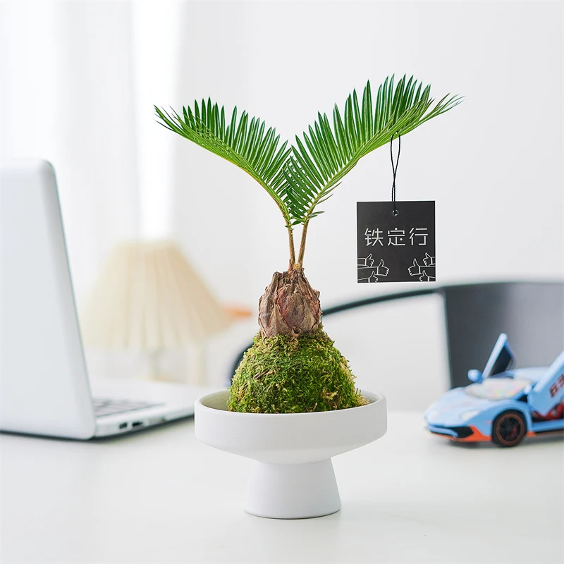 苔藓球铁树盆栽水培植物绿植室内好养苏铁办公室中式禅意四季常青
