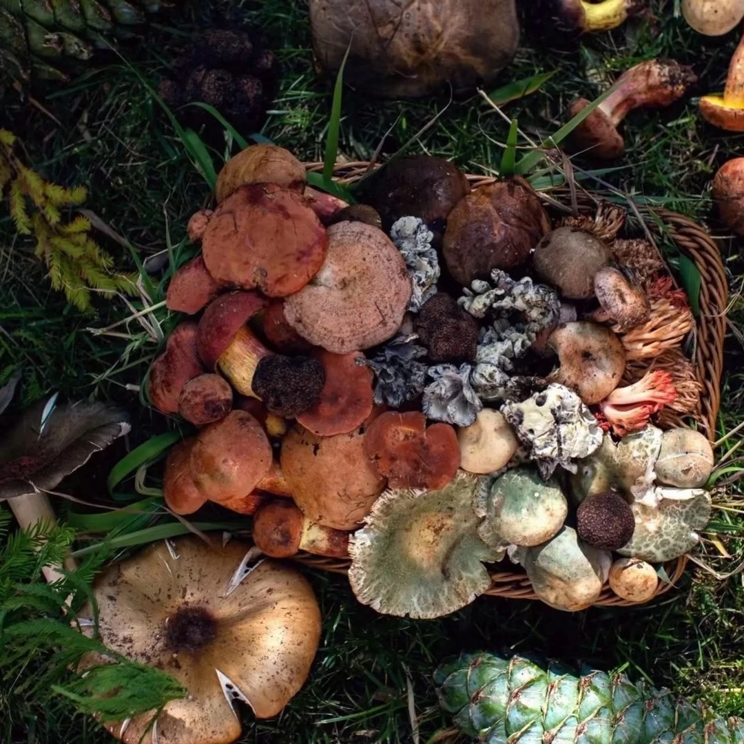 真空冰鲜野生菌开袋即炒煮吃味如新鲜野生菌