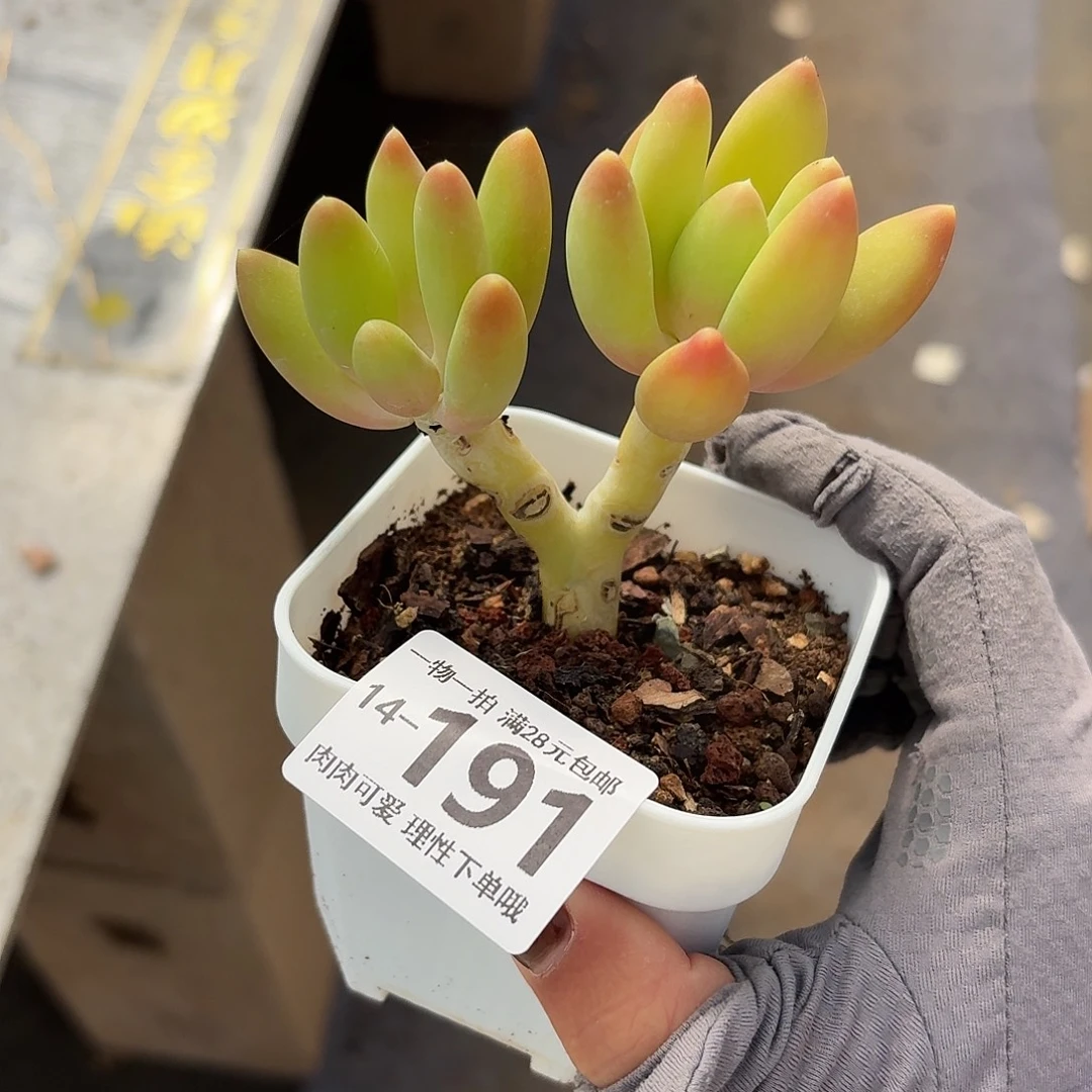金蝉无盆土发货无