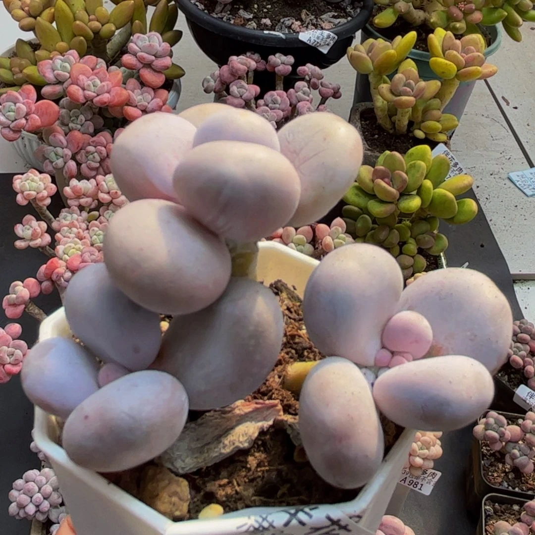 955水光针8cm多肉植物