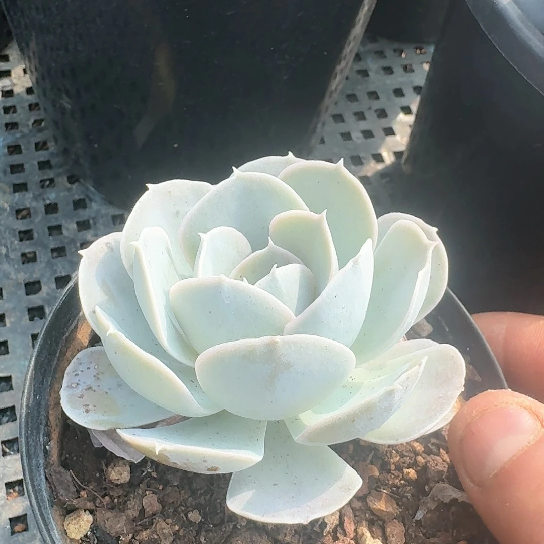 一组5个圣卡洛斯