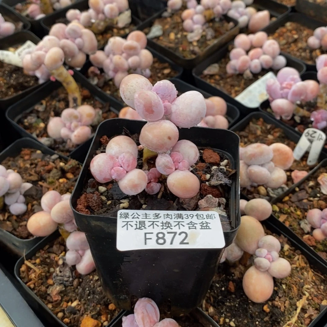 872橙奶多肉肉3cm