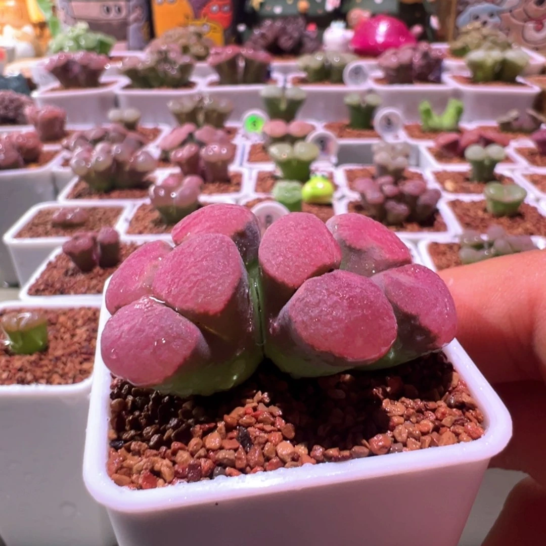 T***y韩系风铃，肉锥植物