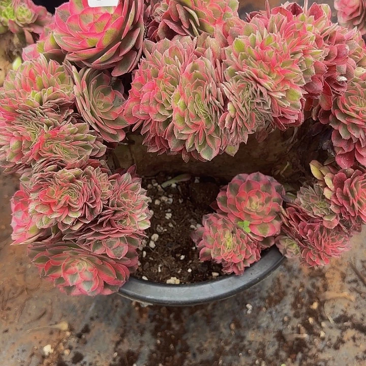 姐***子多肉植物福利活动039