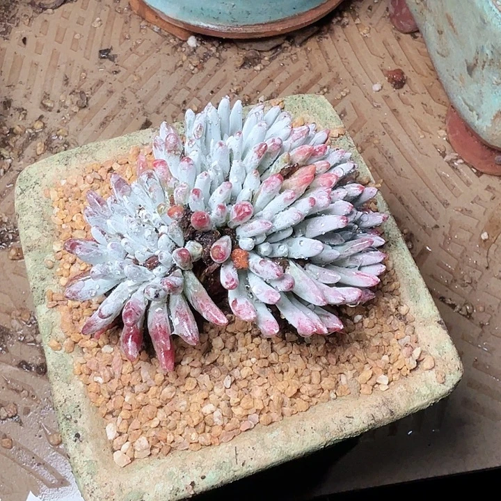 6056海瑟杂交多肉