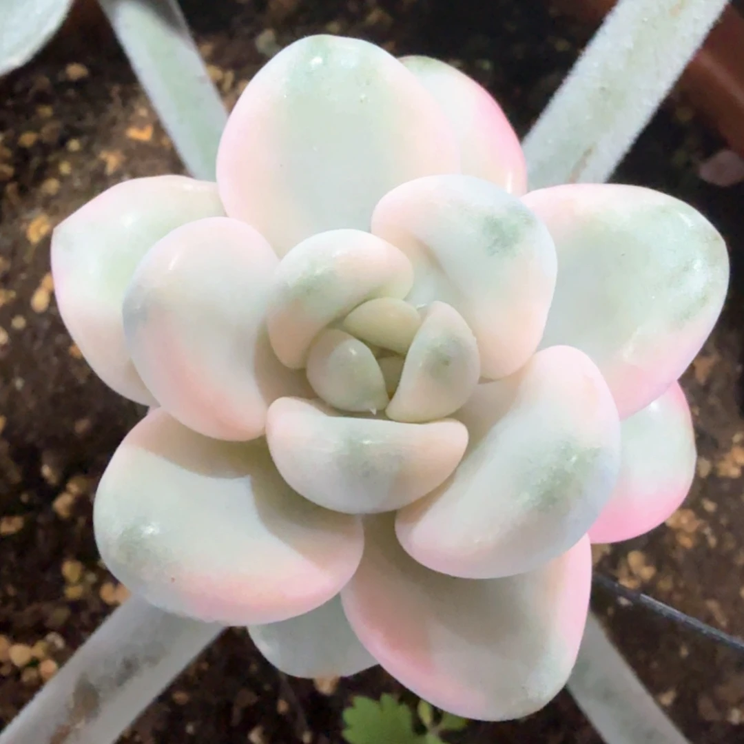 花瓣鹿锦 多肉植物