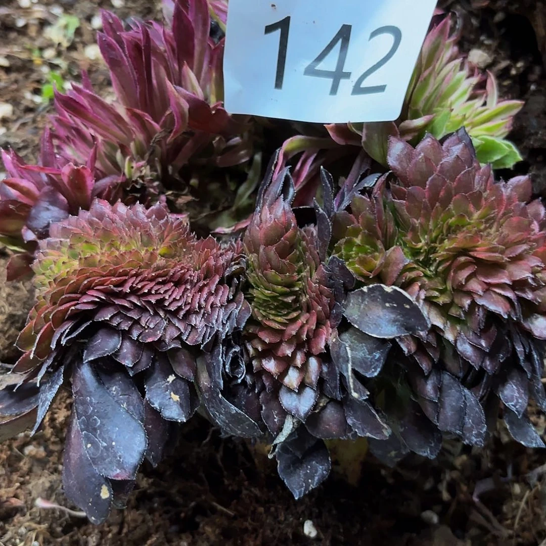 ?****?多肉植物福利142