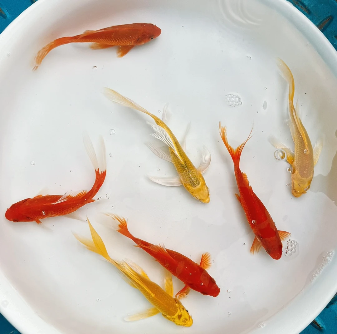 招财进宝锦鲤鱼草金鱼冷水淡水观赏鱼苗好养耐活活体宠物精选