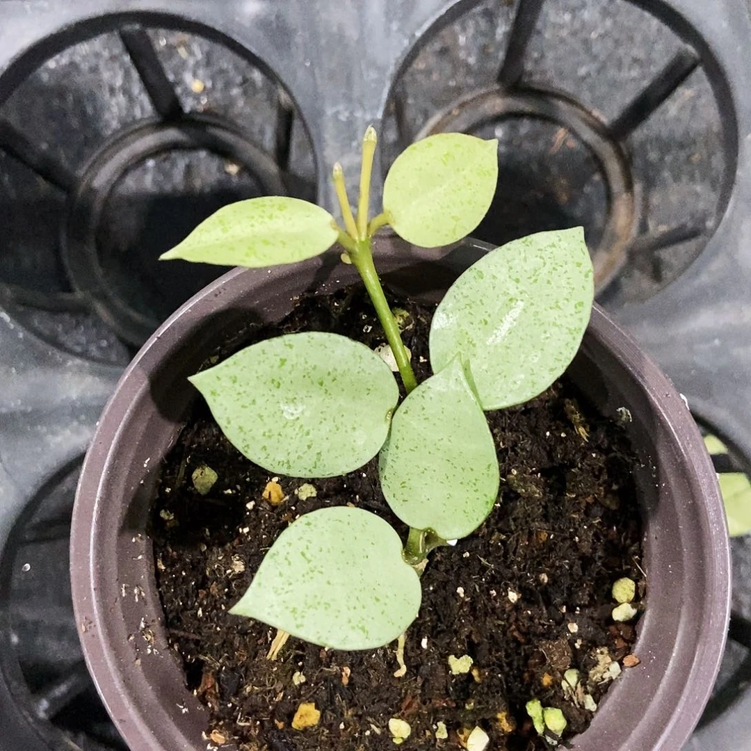 完全开放薄荷银币球兰35