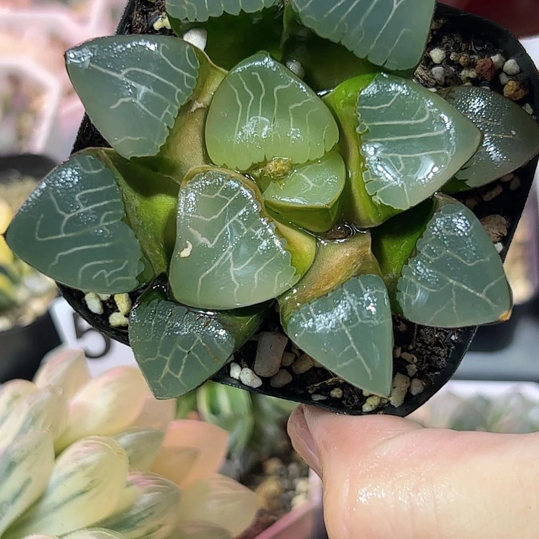 心克十二卷多肉植物