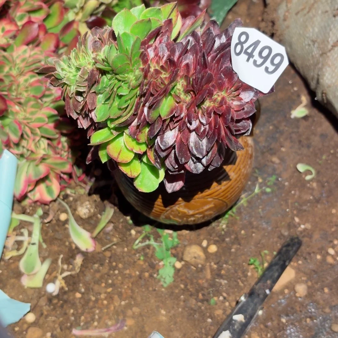 我8499 号多肉法师特价没有根