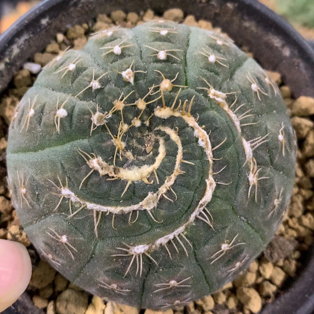 仙人球仙人球仙人球仙人球