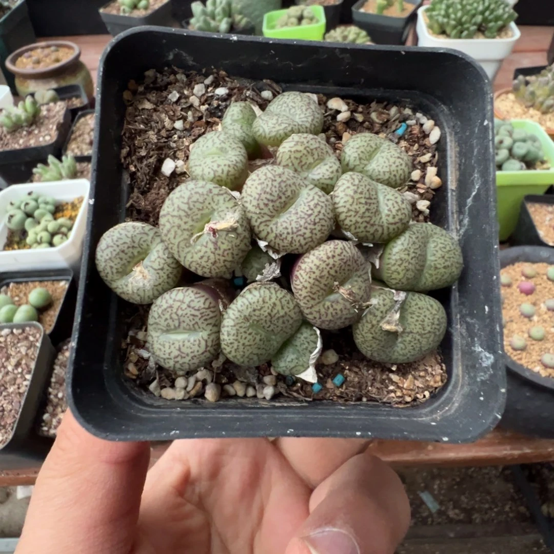 3-55肉锥多肉植物，