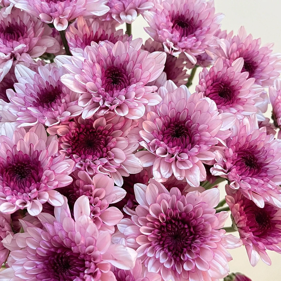 『京东包邮』布鲁诺粉小菊花期长 颜色随温度会有变化