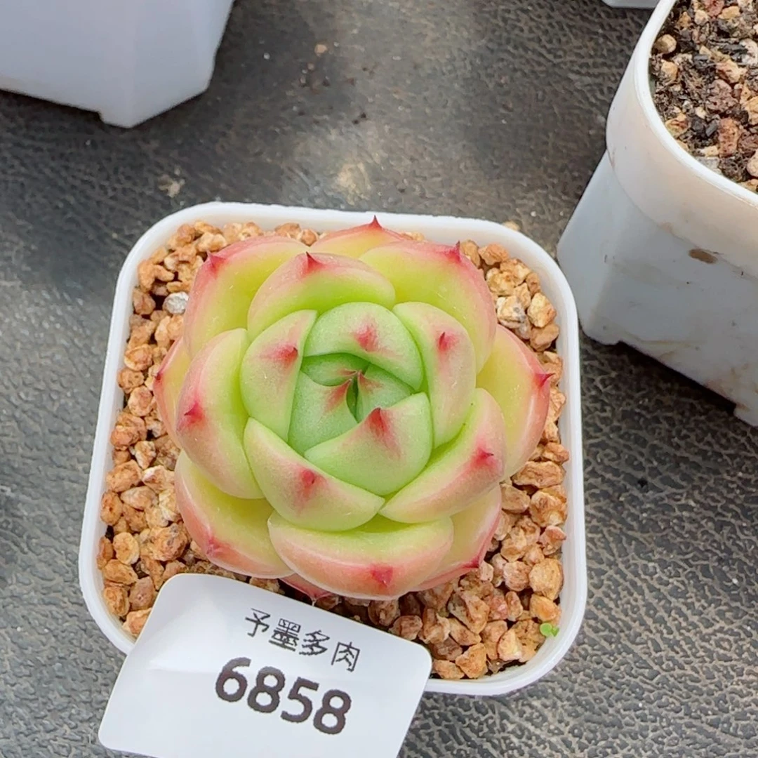 玉玲珑，6858多肉植物