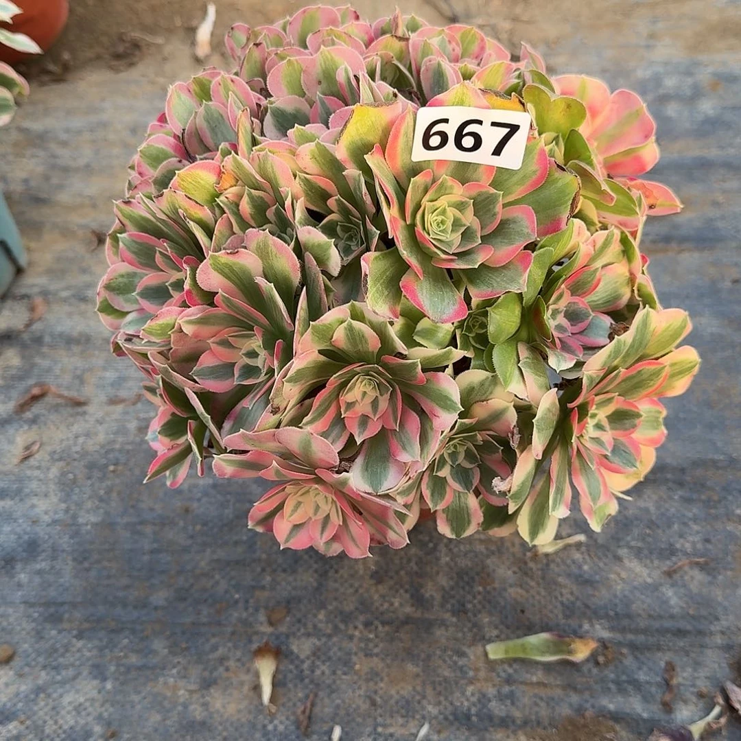 有断枝特价邀约667号