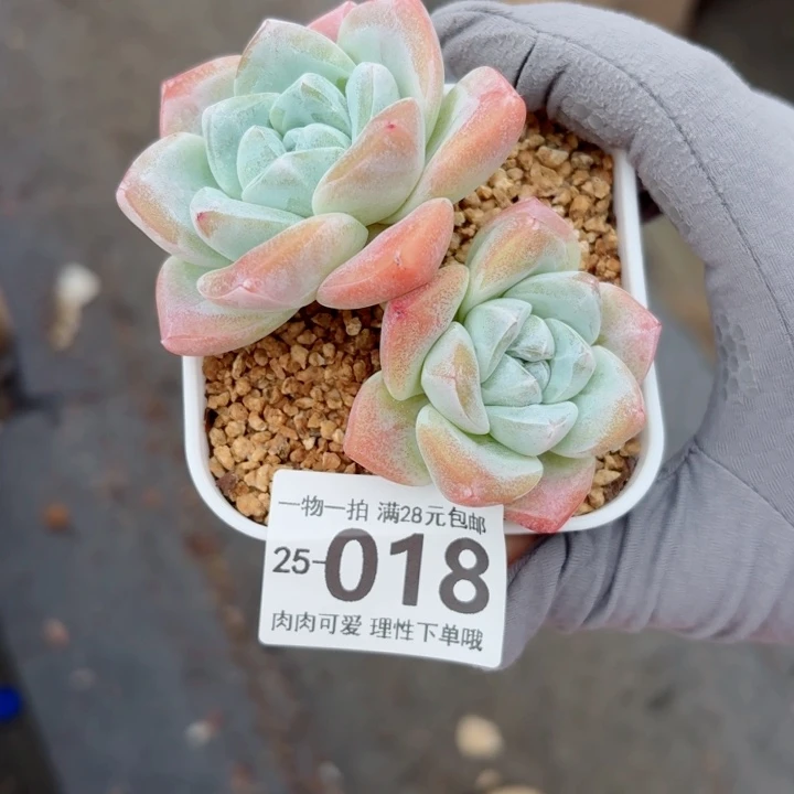 冰玉多肉多肉植物多肉植物