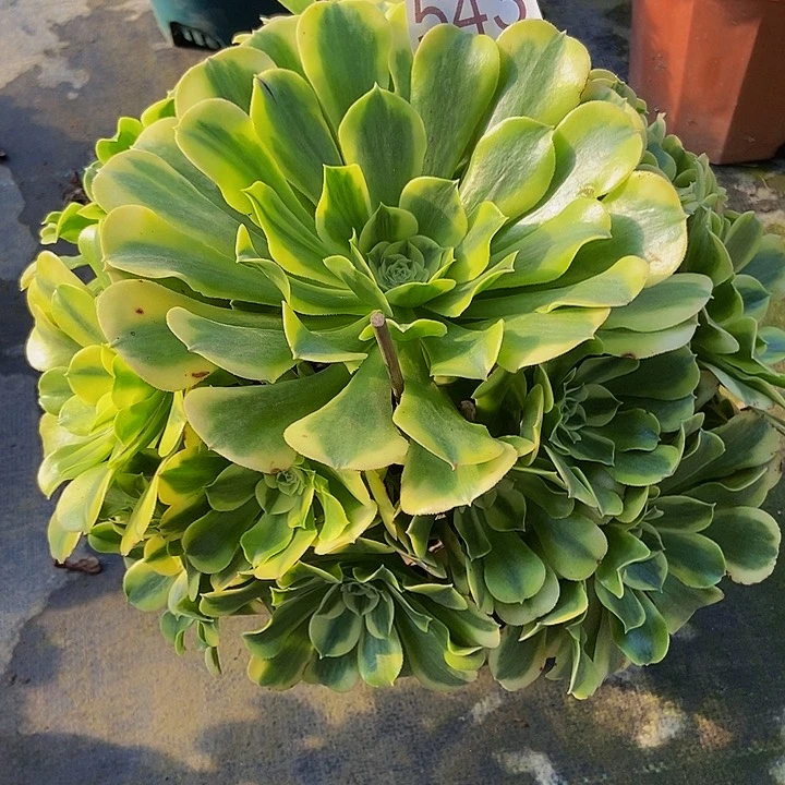 00000000000543绿豆沙