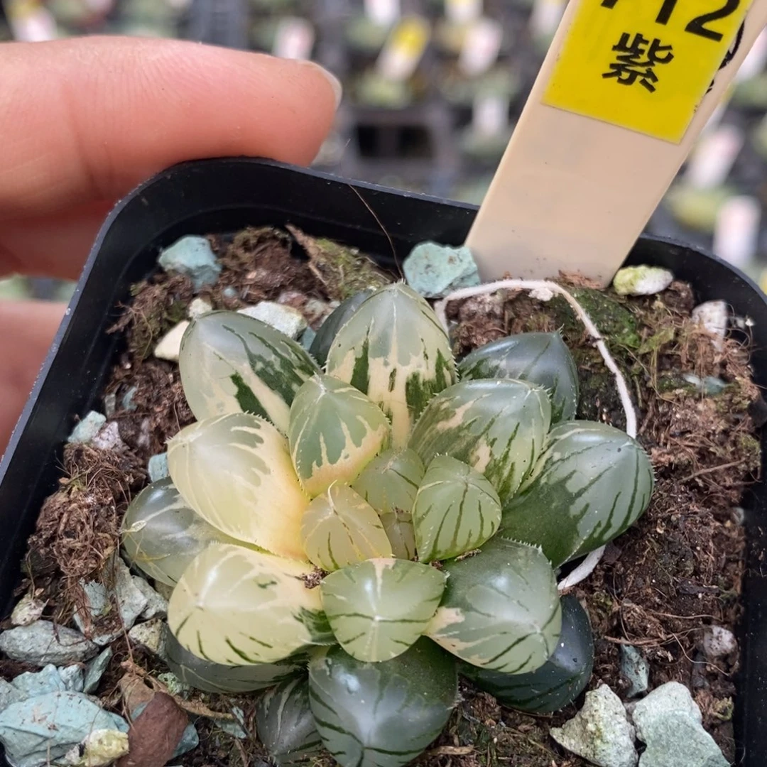 712号水中月玉露锦