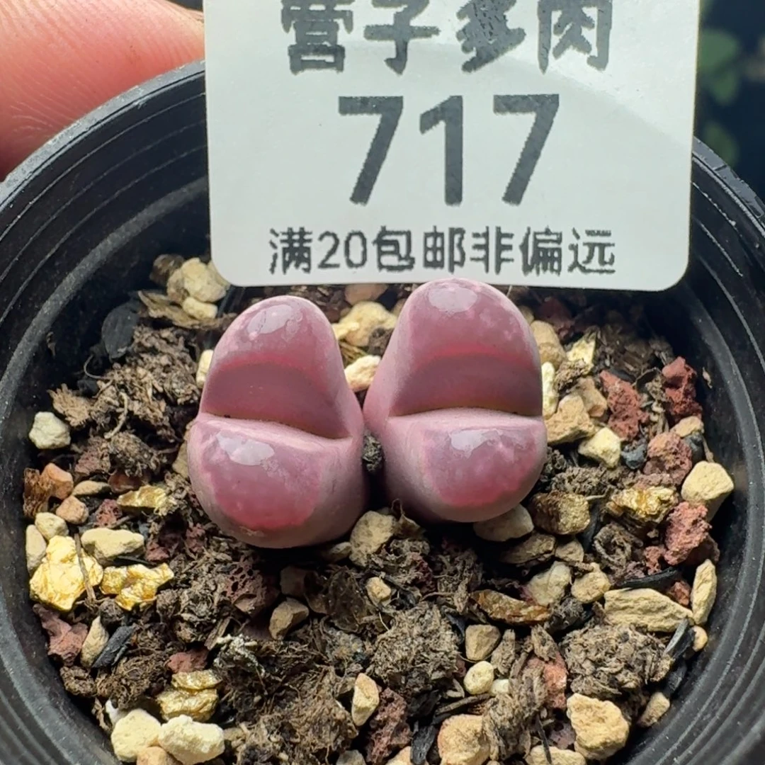 红大内。  带盆土。