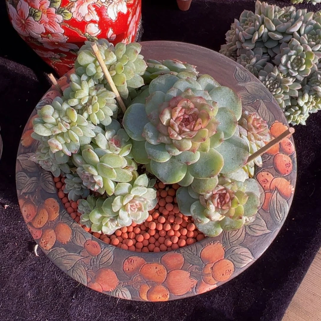 青***衿梦幻珍妮天天开心