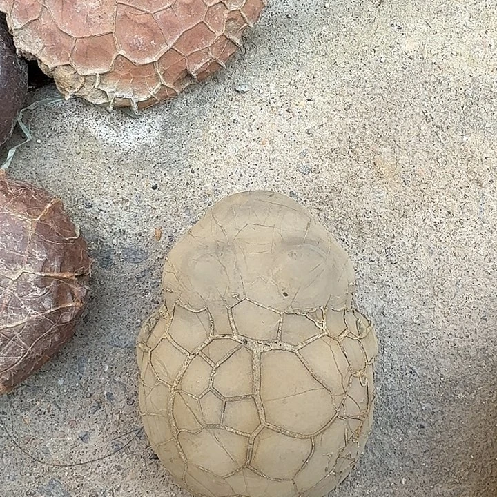 伟***伟石材龟纹石付去吧哥