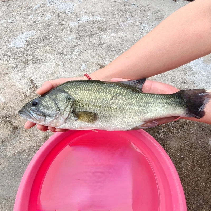 加州鲈鱼 大口黑鲈 优鲈3号淡水养殖观赏食用鱼宠物