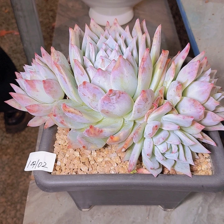 14102卡杂多肉植物