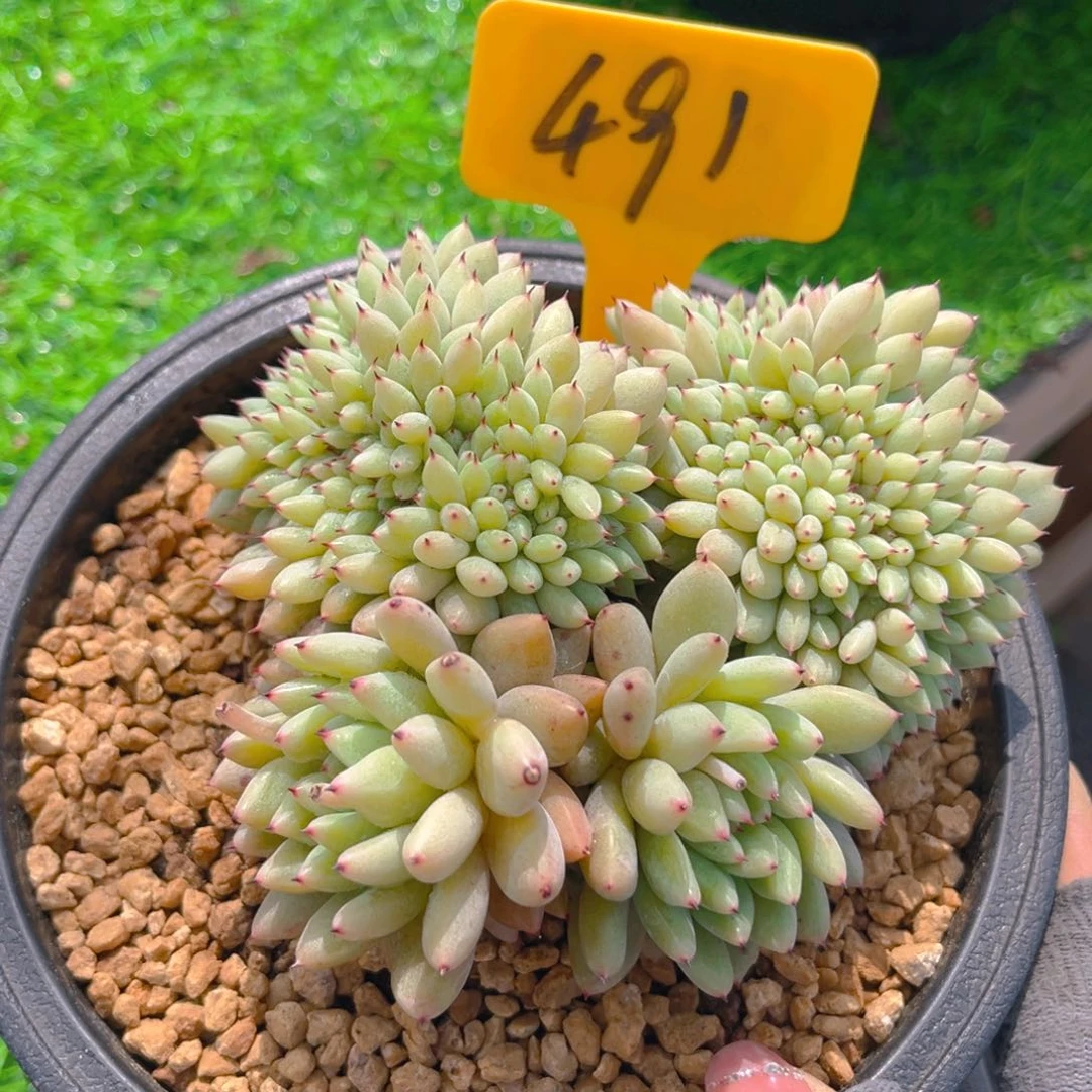 胖丁缀88888888888