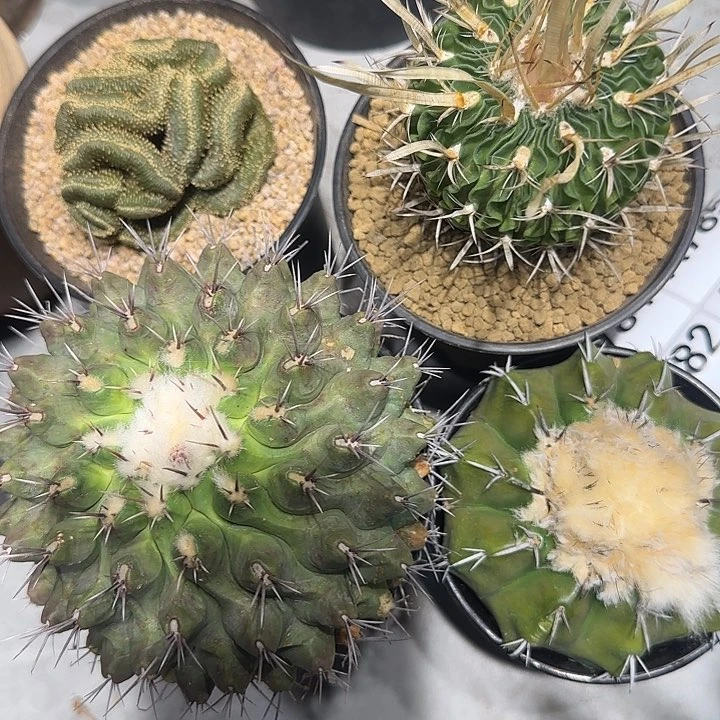 文*实生仙人球特价