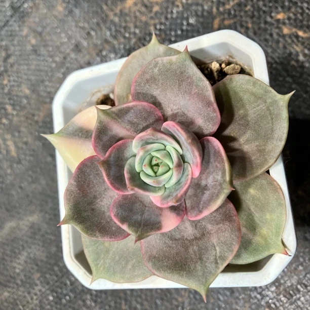 贝加尔湖多肉植物