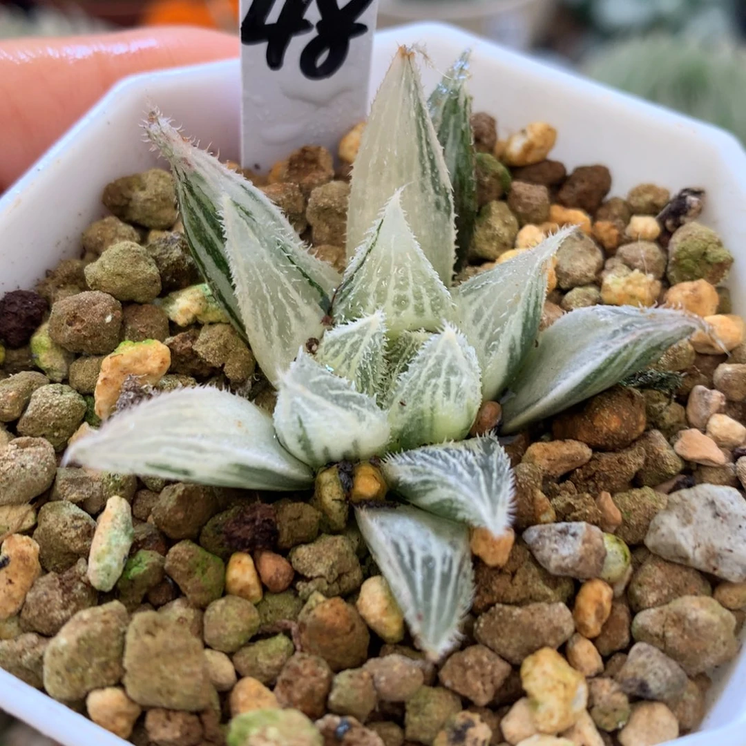 绘卷玉露锦，带盆一起