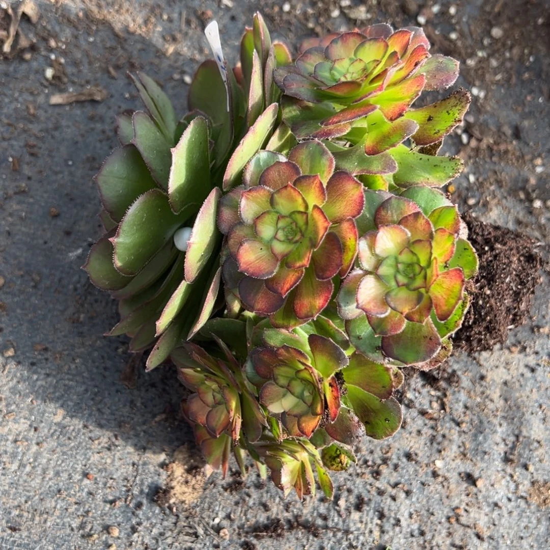 170海王七彩多肉duorou多肉