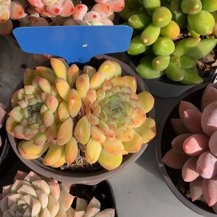 多日子和欧737373773