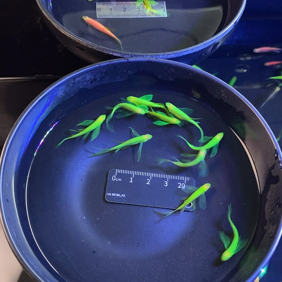 斑马鱼蝶翼斑马翡翠绿8加2备损