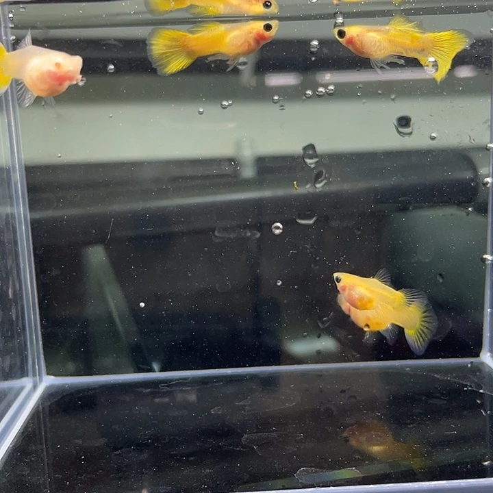 海水鱼黄金玻璃猫