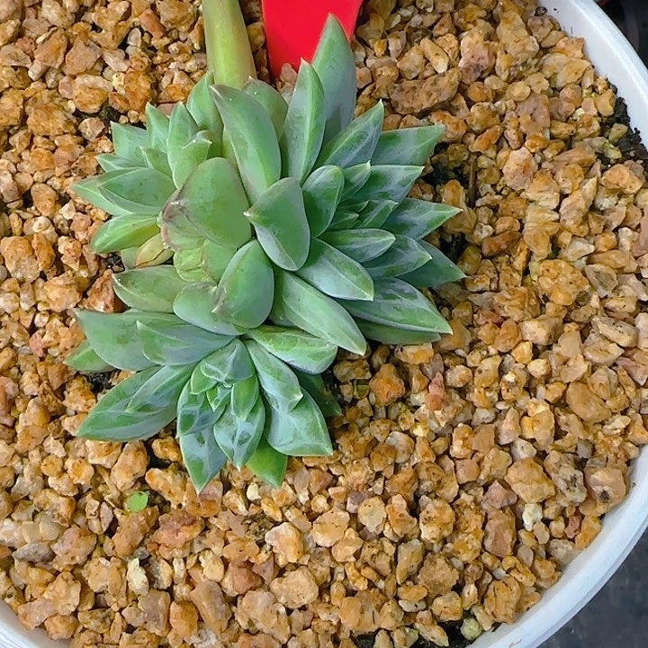 翻叶美人613多肉植物