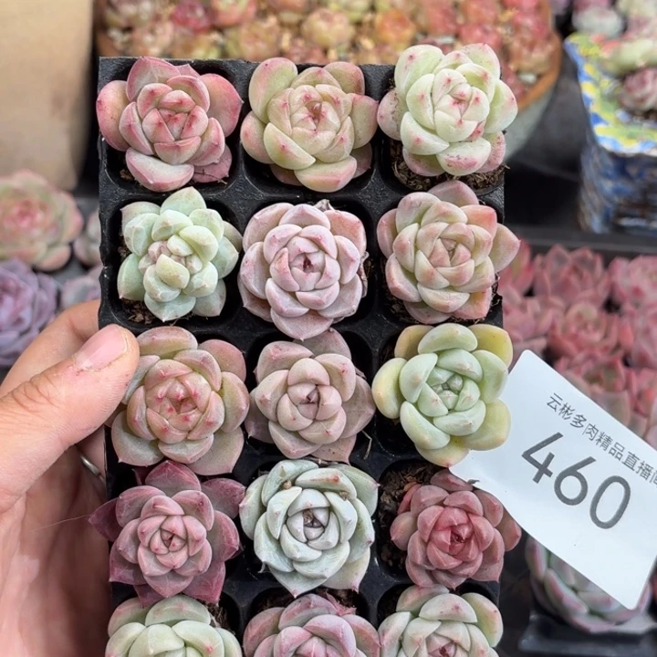 460。