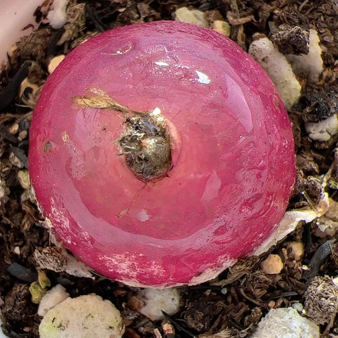 【闪购商品】249 灯泡