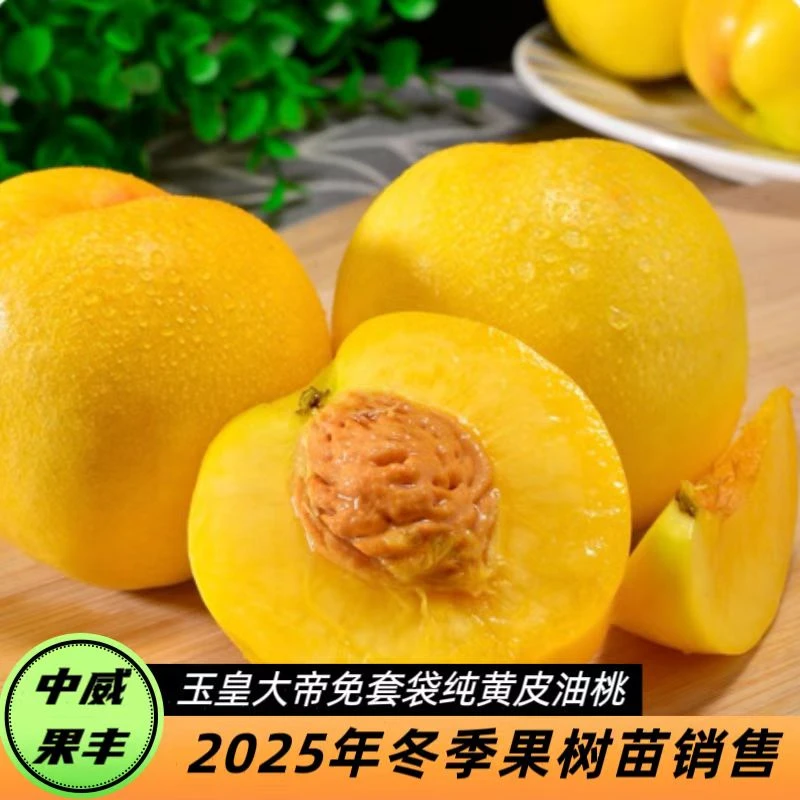 玉皇大帝免套袋纯黄皮油桃6月上中旬成熟口感脆甜浓香硬溶质丰产