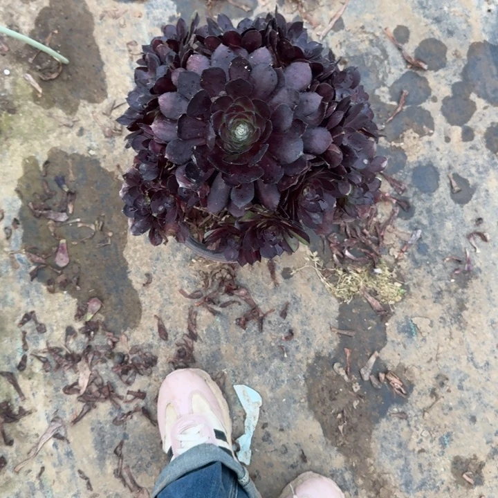 一单包邮不包侧枝9