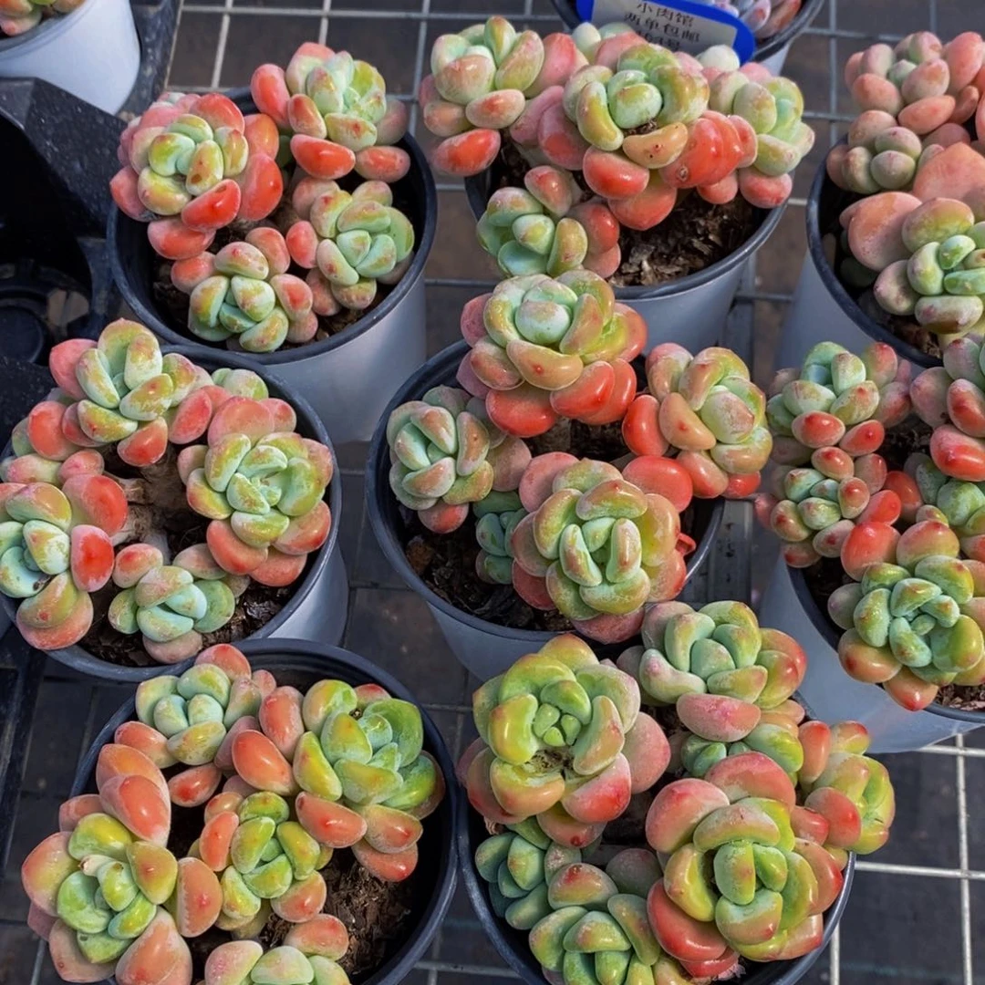 103-开播福利七彩奶油洛神群一个