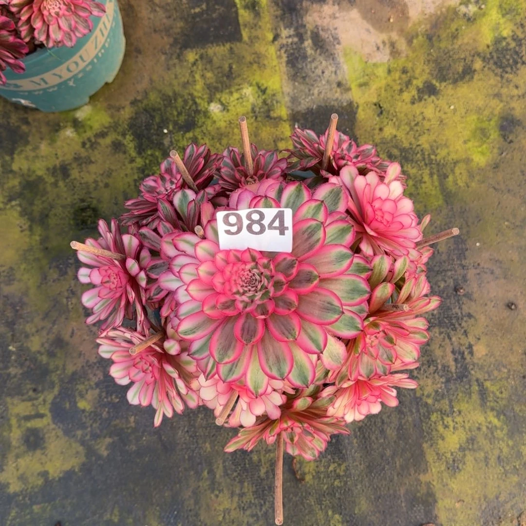 984！白月光法师多肉