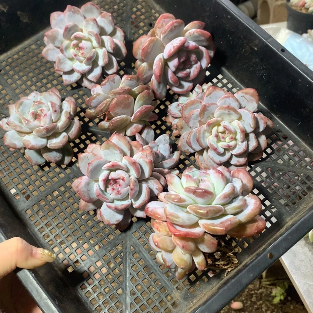 哈哈哈哈哈哈哈哈哈哈