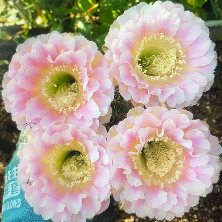 嘟31号2公分一代侧福利