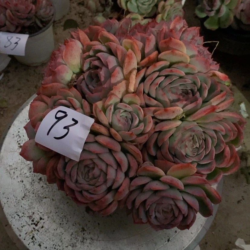 【闪购商品】安*儿多肉植物