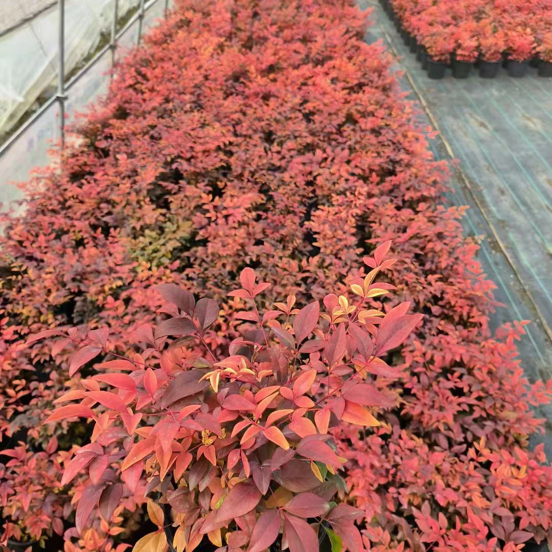 火焰湾流红宝石柠檬黄南天竹盆栽耐寒彩色观叶四季常青室内外绿植