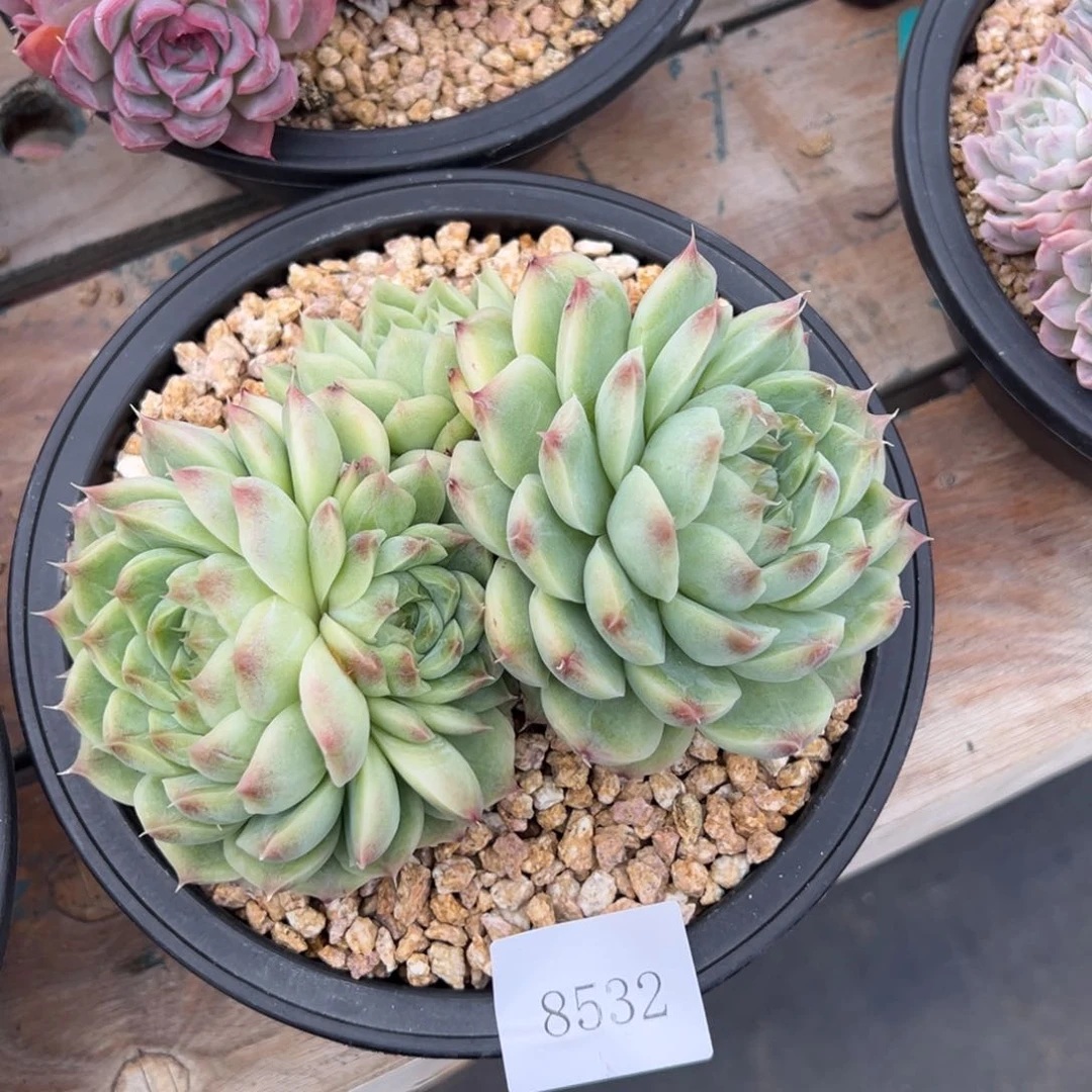 禾*壮8532多肉多多多多多多多