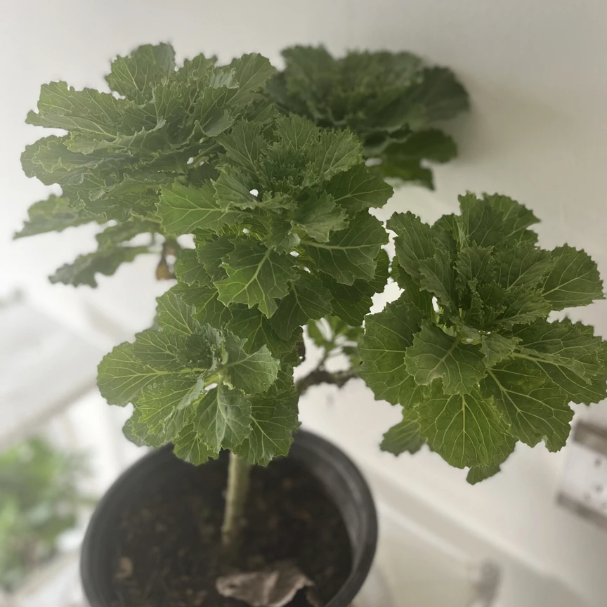 羽衣甘蓝多品种多头老桩适合盆栽地栽阳台小院种植 一物一拍